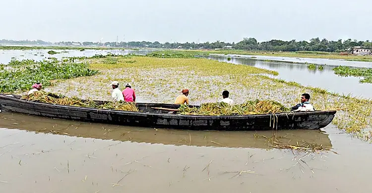 টানা বৃষ্টিতে তলিয়ে গেছে হাজার বিঘা জমির পাকা ধান