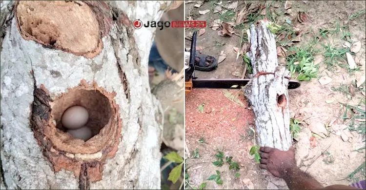 শিশুর মানবিকতায় রক্ষা পেল বসন্ত বৌরী পাখির সংসার