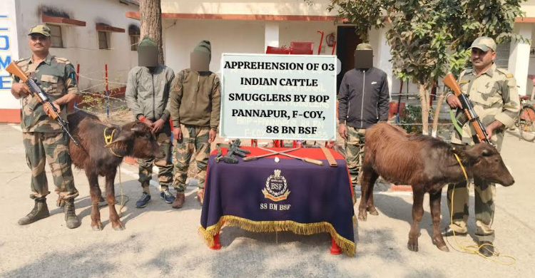 ভারত-বাংলাদেশ সীমান্তে ফেনসিডিল ও গরুসহ ৪ চোরাকারবারি আটক