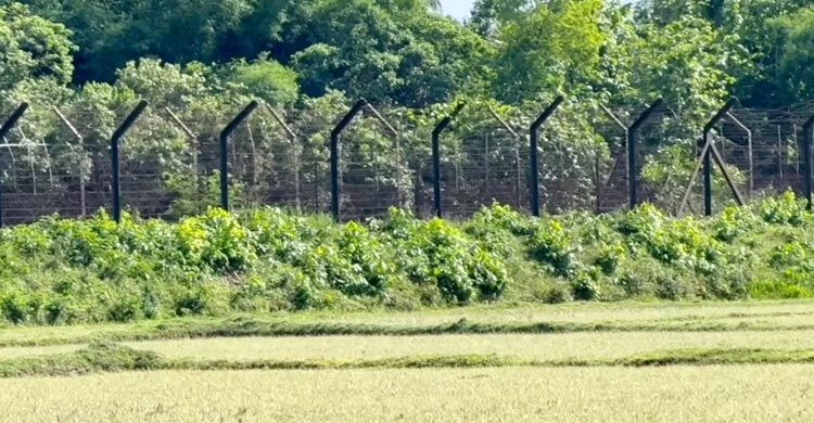 ফেনী সীমান্ত থেকে বাংলাদেশিকে ধরে নিয়ে গেলো বিএসএফ