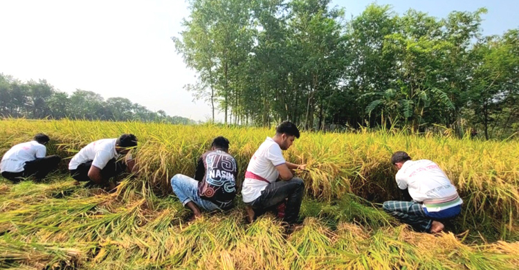 ধান নিয়ে বিপাকে কৃষক, কেটে দিলো ছাত্রলীগ