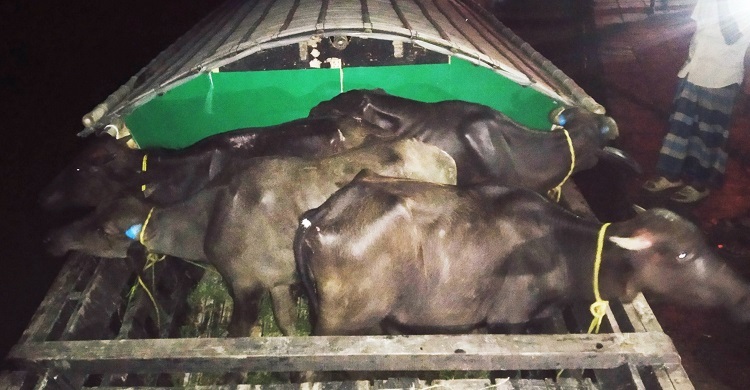 বানের পানিতে ভেসে এলো ভারতীয় ৪ মহিষ