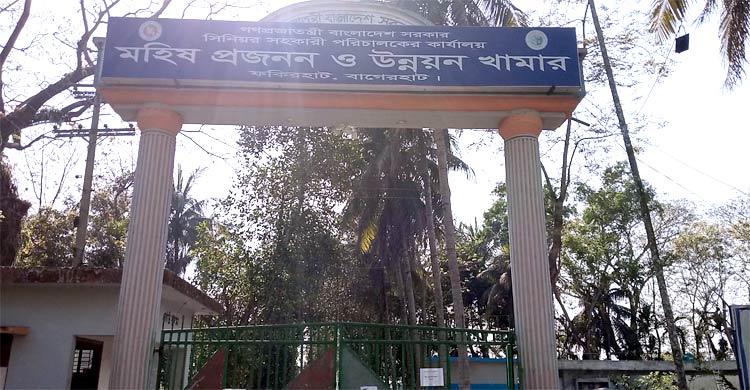 জনবল সংকটে ধুঁকছে দেশের একমাত্র মহিষ প্রজনন খামার