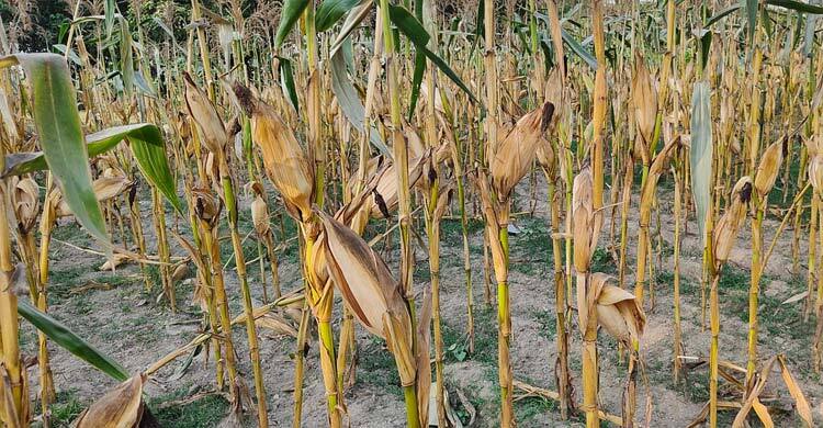 খরায় উত্তরাঞ্চলের কৃষকের বোবাকান্না