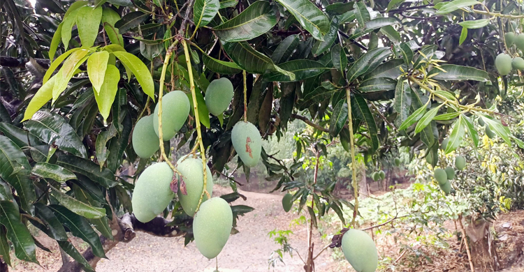 আমের জন্য আশীর্বাদ হয়ে এলো বৃষ্টি