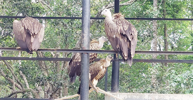 গরমে স্বস্তিতে নেই সাফারি পার্কের প্রাণীরাও