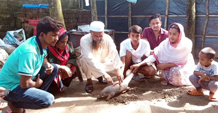 সৈকতের ঝাউবনে মহাবিপন্ন বনরুই উদ্ধার