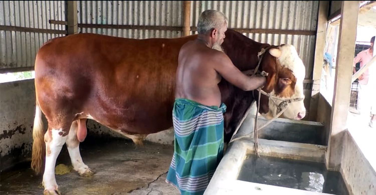 কোরবানির হাট মাতাবে ফরিদপুরের ‘রাজাবাবু’