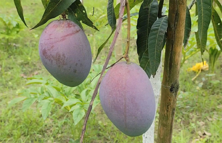 মেহেরপুরে মিয়াজাকি আম চাষ, কেজি ২ লাখ টাকা