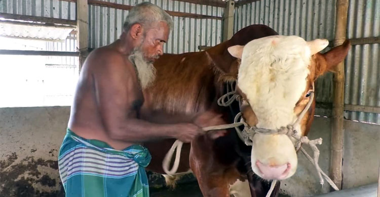কোরবানির হাট মাতাবে ফরিদপুরের ‘রাজাবাবু’