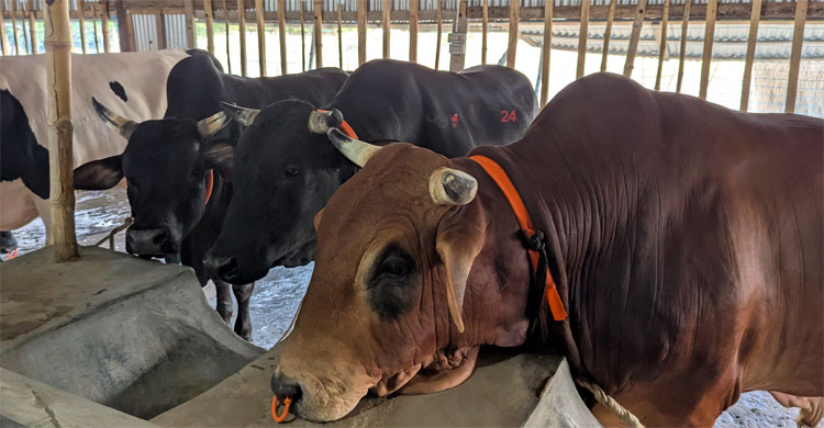 বিশালাকৃতির ‌‌৩ ষাঁড়, একসঙ্গে কিনলে ওমরাহ ফ্রি