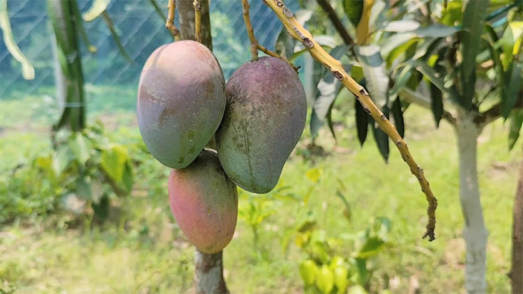 মেহেরপুরে মিয়াজাকি আম চাষ, কেজি ২ লাখ টাকা