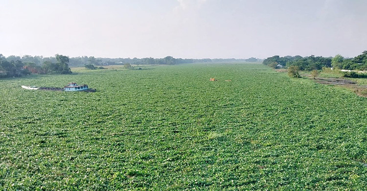 কচুরিপানার দখলে খরস্রোতা ধনাগোদা