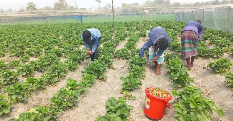 জয়পুরহাটে স্ট্রবেরি চাষে কৃষকের বিঘায় লাভ আড়াই লাখ
