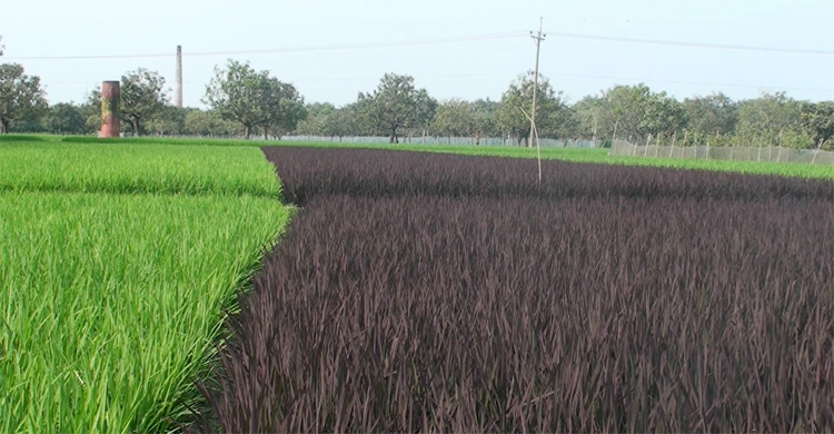 সবুজ দিগন্তে বেগুনি ছোঁয়া, স্বপ্ন দেখছেন রবিউল