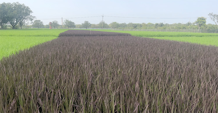 সবুজ দিগন্তে বেগুনি ছোঁয়া, স্বপ্ন দেখছেন রবিউল