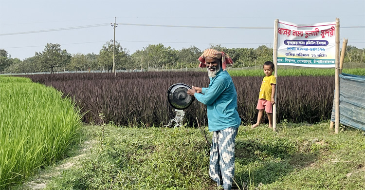 সবুজ দিগন্তে বেগুনি ছোঁয়া, স্বপ্ন দেখছেন রবিউল