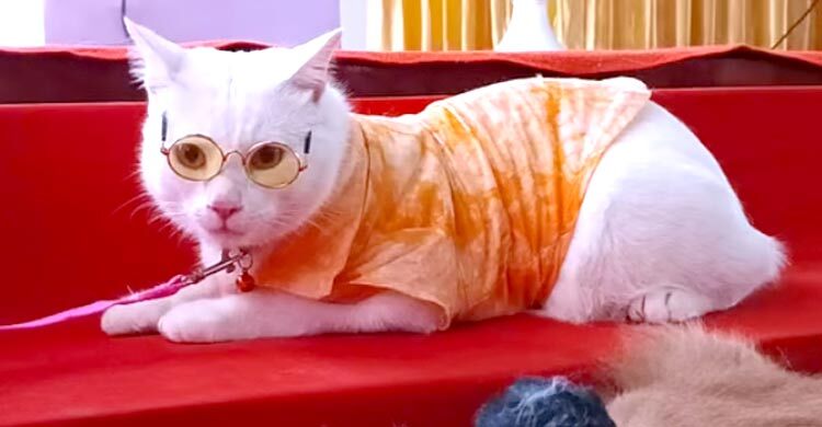 লালগালিচায় ব্যতিক্রমী ‘ক্যাট শো’