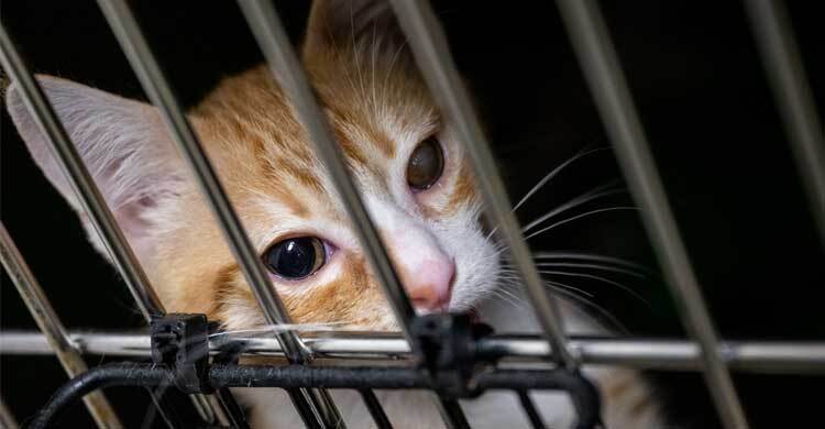 বিশ্বজুড়ে বিড়াল নির্যাতনকারীদের ভয়াবহ নেটওয়ার্ক, বর্বর সব কাণ্ড