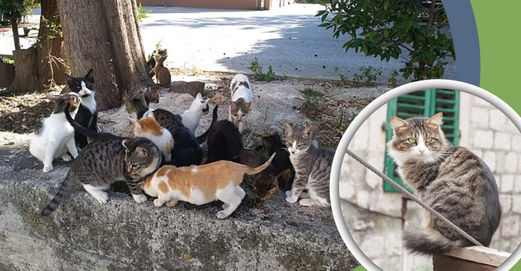 যে শহর বিড়ালপ্রেমীদের জন্য স্বর্গরাজ্য