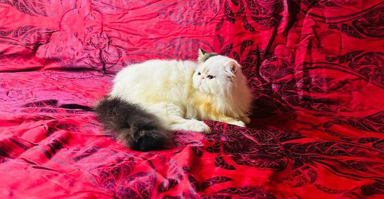 ৬২ হাজার টাকায় কেনা বিড়াল অসুস্থ, ফেরত নিতে আইনি নোটিশ