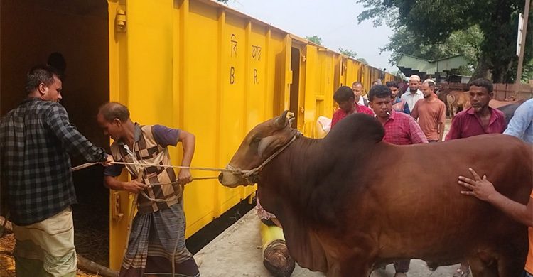 জামালপুরের ৪০০ গরু নিয়ে ঢাকার পথে ক্যাটল স্পেশাল ট্রেন
