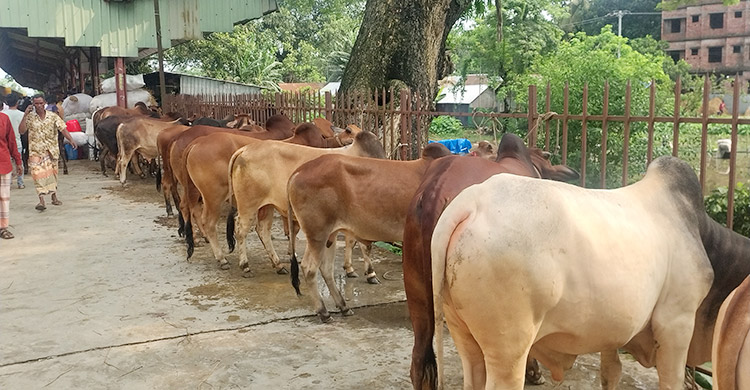 জামালপুরের ৪০০ গরু নিয়ে ঢাকার পথে ক্যাটল স্পেশাল ট্রেন