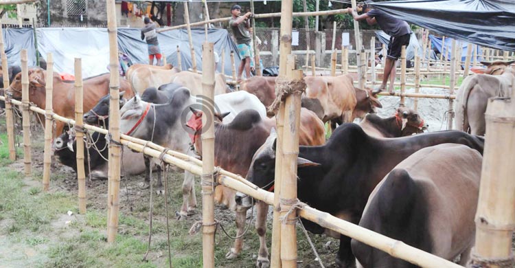 পশুর হাটে সিসি ক্যামেরা-ব্যাংকিং সেবা, সড়কের পাশে হাট বসানোয় শর্ত