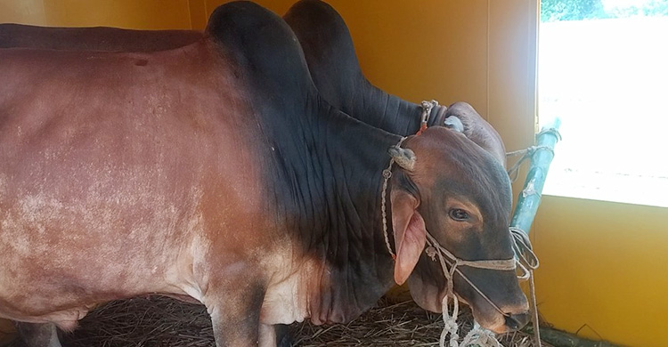 জামালপুরের ৪০০ গরু নিয়ে ঢাকার পথে ক্যাটল স্পেশাল ট্রেন