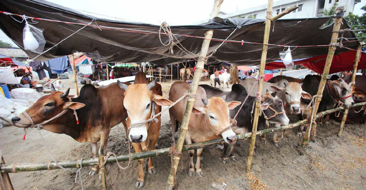 Security tightened at Dhaka’s cattle markets ahead of Eid