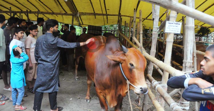 পশুর হাটে সিসি ক্যামেরা-ব্যাংকিং সেবা, সড়কের পাশে হাট বসানোয় শর্ত