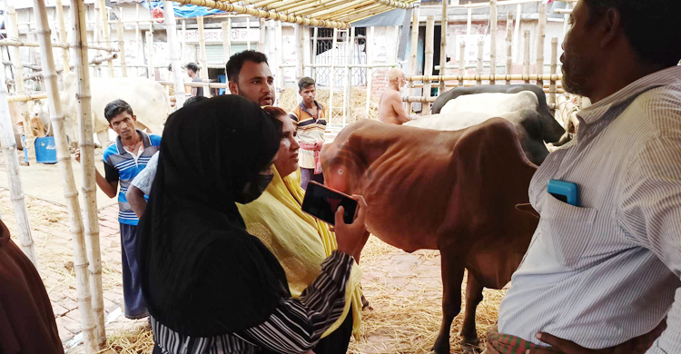 ছোট গরুর বড় দাম