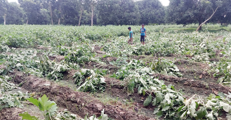 চাঁপাইনবাবগঞ্জে কৃষকের ৬০০ বেগুন গাছ কেটে দিল প্রতিপক্ষ