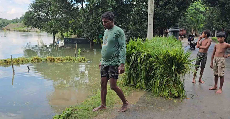 পদ্মার পানি বেড়ে তলিয়ে গেছে আড়াই হাজার হেক্টর জমির ফসল