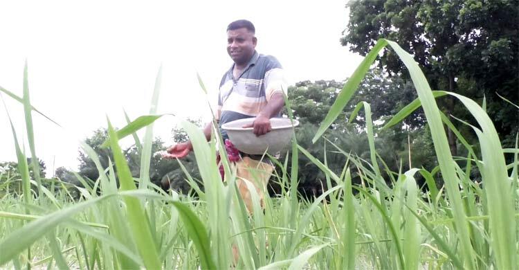 সার তুলছেন না ডিলার, সংকটে কৃষক