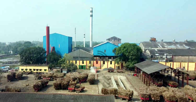 হলো না অটোমোশন, ব্রিটিশ আমলের পদ্ধতিতেই মাড়াই শেষ করলো কেরু