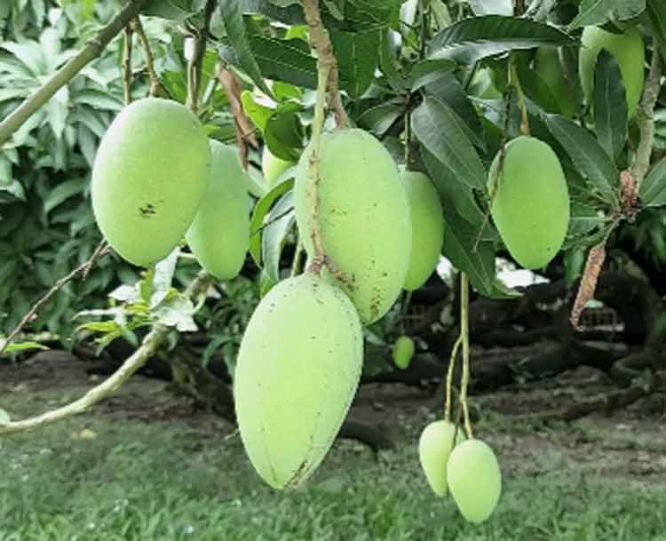 চুয়াডাঙ্গায় আম সংগ্রহ শুরু ১৬ মে