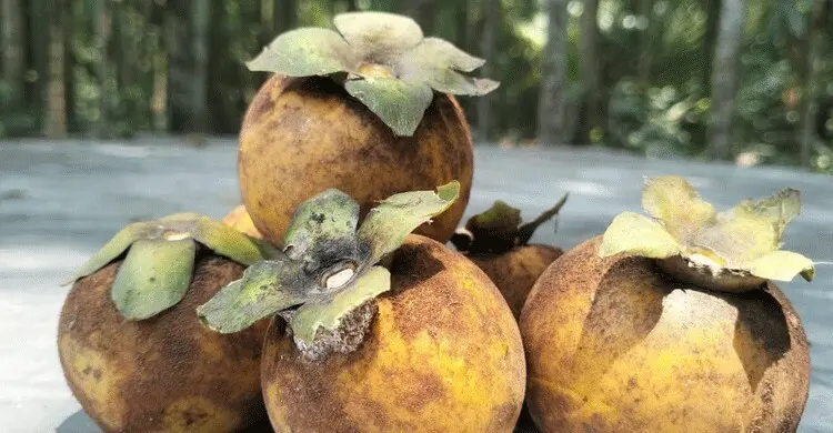 দেশি গাবের স্বাস্থ্য উপকারিতা, জানলে অবাক হবেন