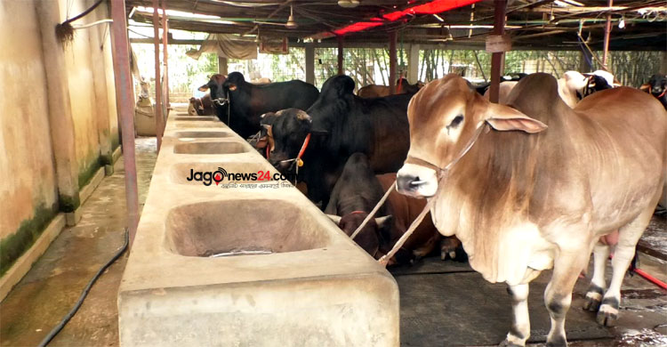 জমেনি হাট, বড় গরু নিয়ে দুশ্চিন্তায় খামারিরা