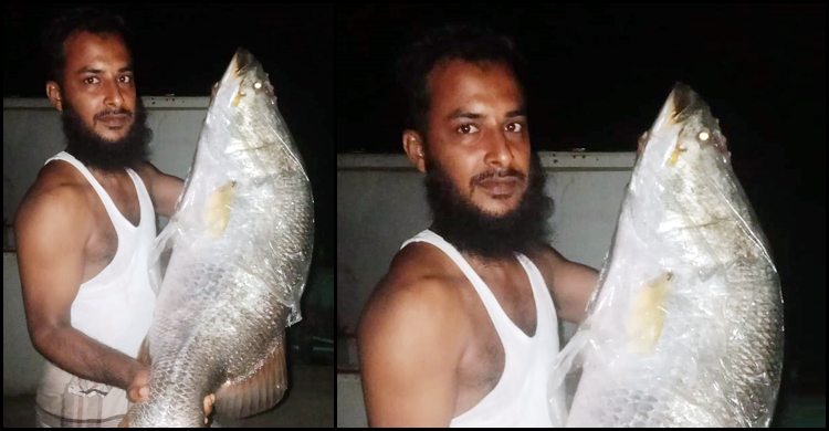 নাফনদীতে বড়শিতে ধরা পড়লো ১৪ কেজির কোরাল