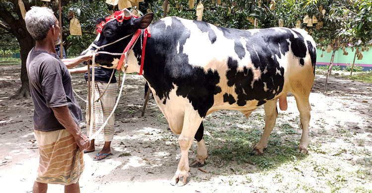 ৪ লাখ টাকা দাম উঠেছিল ‘রাজাবাবু’র, ফিরলো গোয়ালঘরে