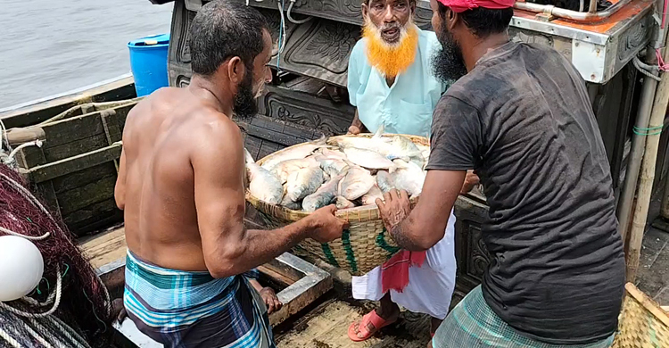 সাগরের ইলিশে দখল চাঁদপুর মৎস্যঘাট, নদীর স্বাদ পাচ্ছেন না ক্রেতারা