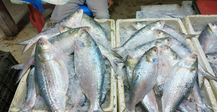 সারাদেশে ইলিশের মূল্য নির্ধারণ করছে সরকার