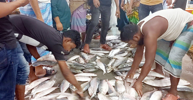 চাঁদপুরে কেজিতে ২০০ টাকা পর্যন্ত বেড়েছে ইলিশের দাম