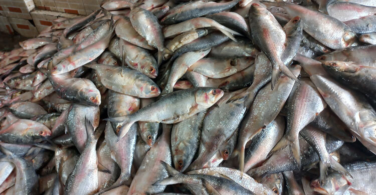পচা ইলিশে সয়লাব চাঁদপুর মাছঘাট