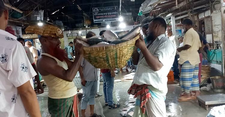 চাঁদপুরে এক বছরে ধরা পড়েছে ৩৪৩২৬ টন ইলিশ