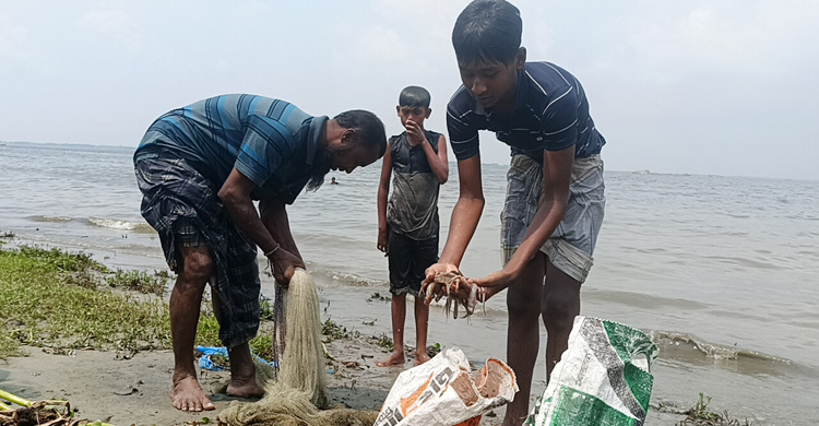 মেঘনায় ভেসে উঠছে মরা মাছ