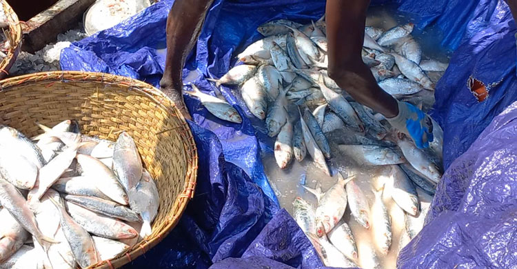 পচা ইলিশে সয়লাব চাঁদপুর মাছঘাট