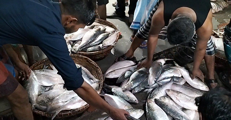 চাঁদপুরে কমলো ইলিশের দাম