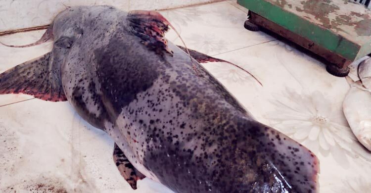 চাঁদপুরে ২০ কেজির বাঘাইড় বিক্রি হলো ৪৯ হাজারে